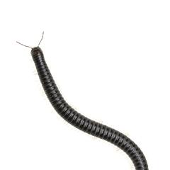 MYN Millipede 1 